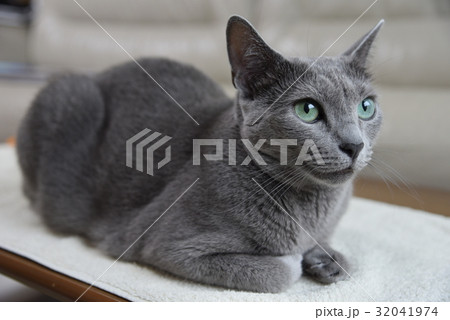 猫【ロシアンブルー】 猫【ロシアンブルー】 32041974