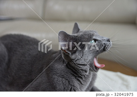 ロシアンブルー 猫 転位行動 ロシアンブルー 猫 転位行動 32041975