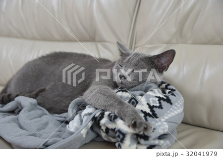 猫【ロシアンブルー】 猫【ロシアンブルー】 32041979