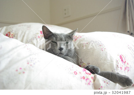 猫【ロシアンブルー】 猫【ロシアンブルー】 32041987