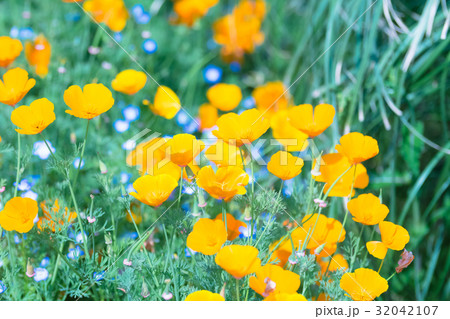 California Poppy Flowers,in Tachikawa,Tokyo,Japan 32042107