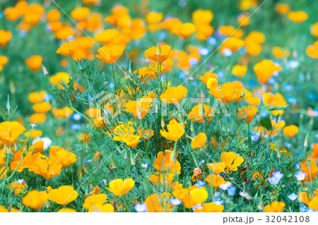 California Poppy Flowers,in Tachikawa,Tokyo,Japan California Poppy Flowers,in Tachikawa,Tokyo,Japan 32042108