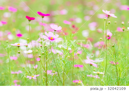 Cosmos Flowers,in Tachikawa,Tokyo,Japan Cosmos Flowers,in Tachikawa,Tokyo,Japan 32042109