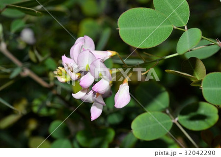 雲南はぎ 雲南はぎ 32042290