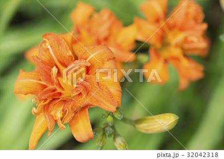 ヤブカンゾウ(藪萱草) ヤブカンゾウ(藪萱草) 32042318