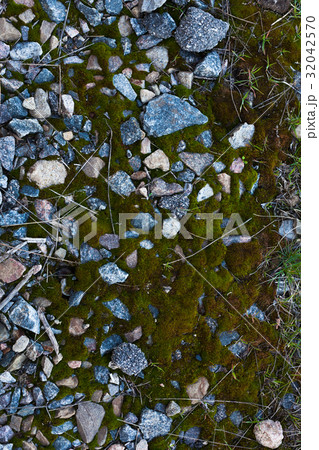 Background Of Green Moss. Seamless Tileable 32042570