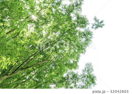 新緑イメージ 32042603