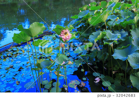 the lotus at Fanling Hong Lok Park hk 32042683