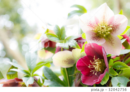 クリスマスローズ クリスマスローズ 32042756