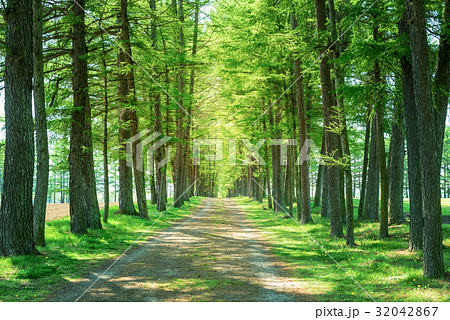 カラマツ並木　並木道 32042867
