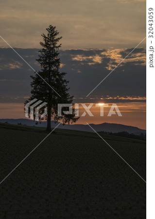 雲から顔をだす太陽とクリスマスツリーの木 32043059