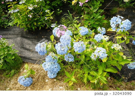 あじさいの森 32043090