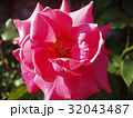 バラの花 32043487