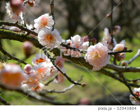 藤川天神(菅原道真公終焉の地)鹿児島県薩摩川内市 藤川天神(菅原道真公終焉の地)鹿児島県薩摩川内市 32043804