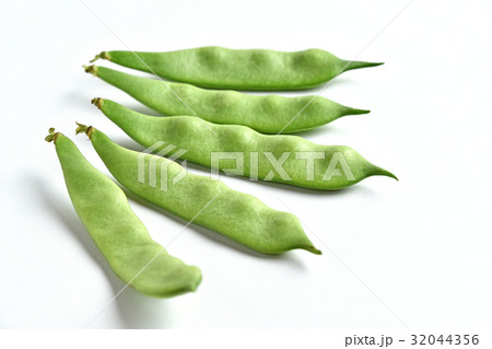 モロッコインゲン 32044356