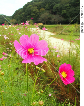 里山に咲くコスモス 32044579