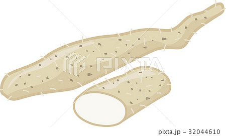 自然薯（じねんじょ） 32044610