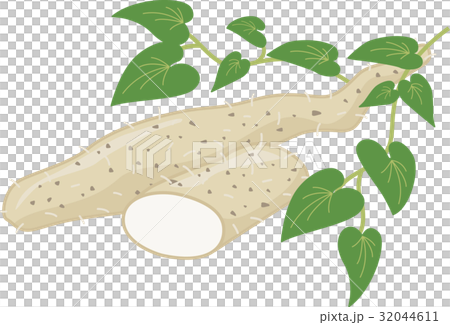 Wild potato (junjyo) Wild potato (junjyo) 32044611