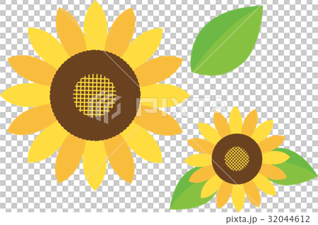 Sunflower (sunflower) Sunflower (sunflower) 32044612