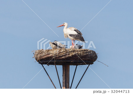 White stork sitting on a nest White stork sitting on a nest 32044713