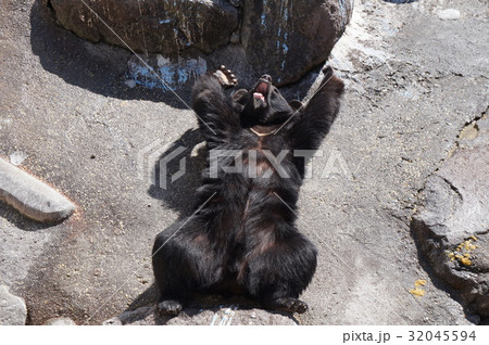 寝転がりバンザイするクマ(奥飛騨クマ牧場) 寝転がりバンザイするクマ(奥飛騨クマ牧場) 32045594