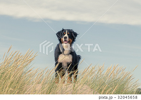 bernese mountain dog 32045658