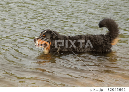 bernese mountain dog 32045662