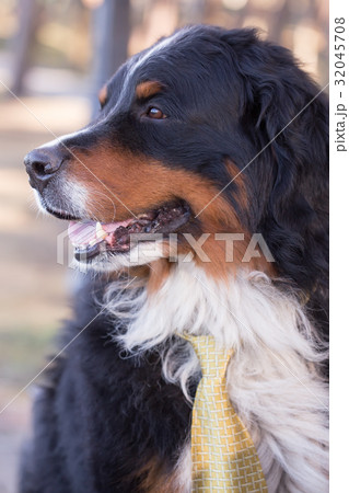 dog in tie 32045708