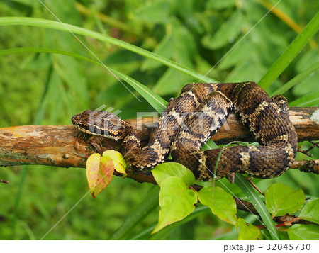 マムシ マムシ 32045730