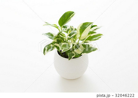 観葉植物 32046222