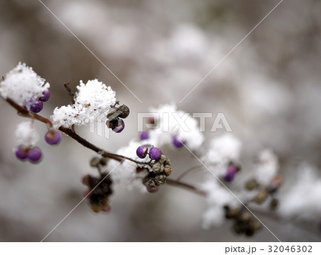 雪の積もるコムラサキ 32046302