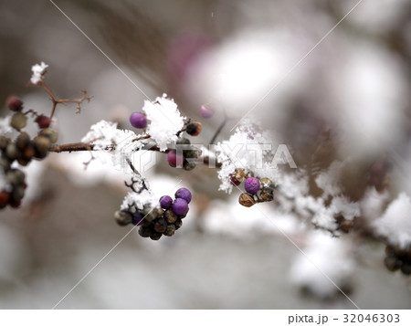 雪の積もるコムラサキ 32046303