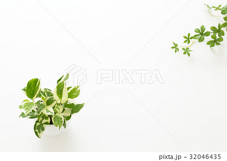 観葉植物 32046435