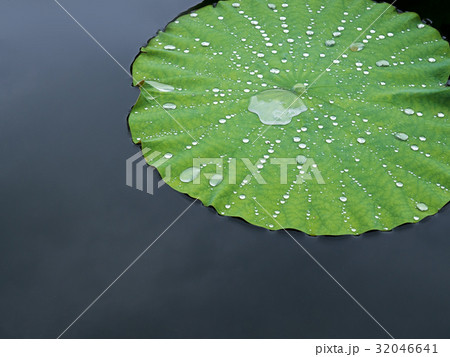 蓮の葉におちる水滴、雨粒　ハイアングル、俯瞰ショット 32046641