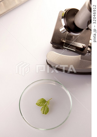 Plants in lab 32046912