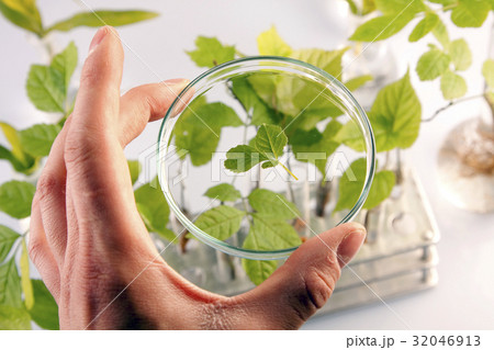 Plants in lab 32046913