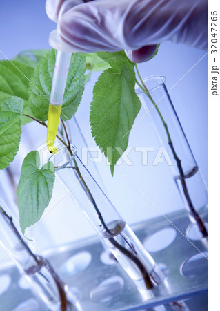 Plants in lab 32047266