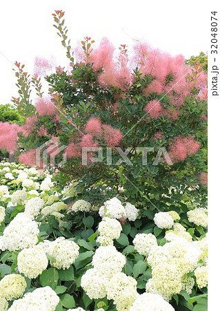 茨城　水戸　保和苑　水戸のあじさいまつり 32048074