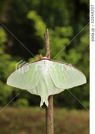 オオミズアオ春型♀ オオミズアオ春型♀ 32049207