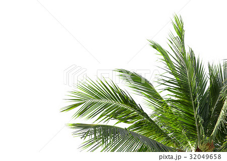 leaves of palm tree or coconut isolated on white  32049658