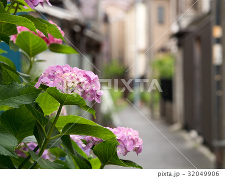 路地に咲くアジサイ 32049906