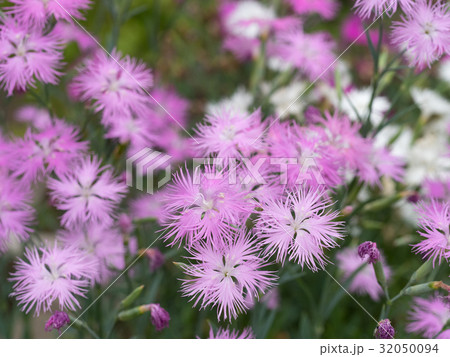 ナデシコの花 32050094