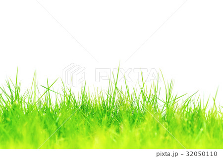 Green grass over white background Green grass over white background 32050110