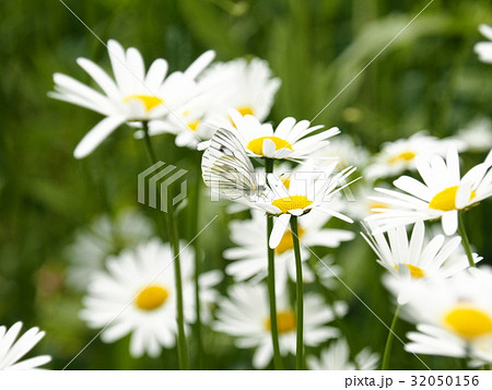 シロチョウの仲間 シロチョウの仲間 32050156