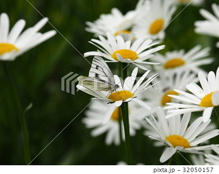 シロチョウ シロチョウ 32050157