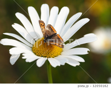 蝶 ベニシジミ 蝶 ベニシジミ 32050162