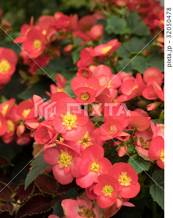 ベゴニア ベゴニア 32050478