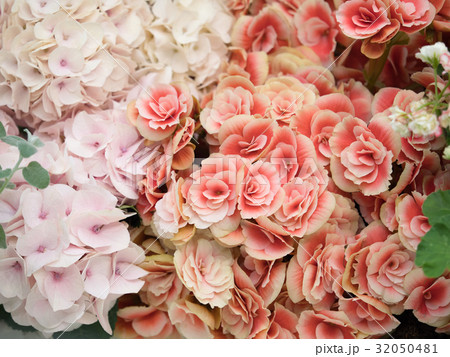 ベゴニア ベゴニア 32050481