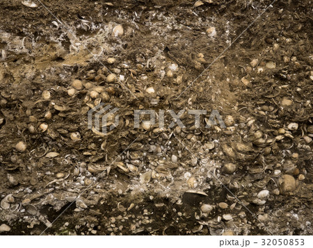 加曽利貝塚 32050853