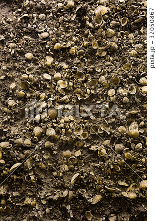 加曽利貝塚 32050867